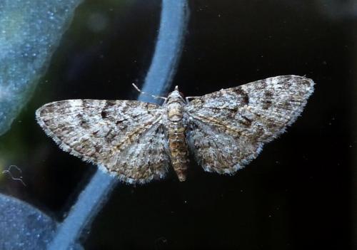 Réf. 230 325 : Eupithecia dodoneata